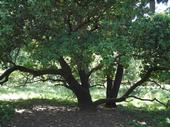 Madrone in Lower Bidwell Park. Low, horizontal branches are tempting to climb. Laura Lukes